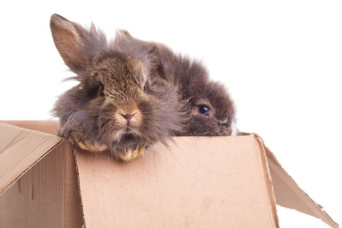 moving with bunnies