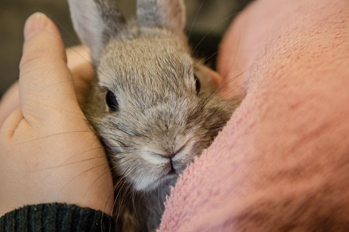 transporting a bunny