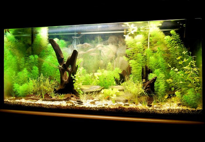 move aquarium plants