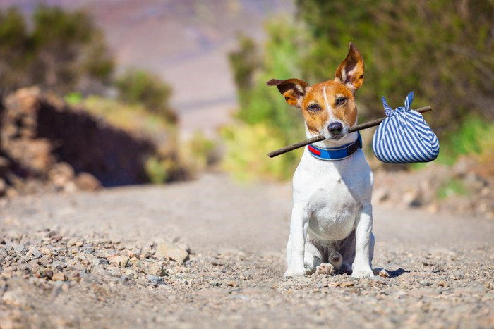 moving with pets